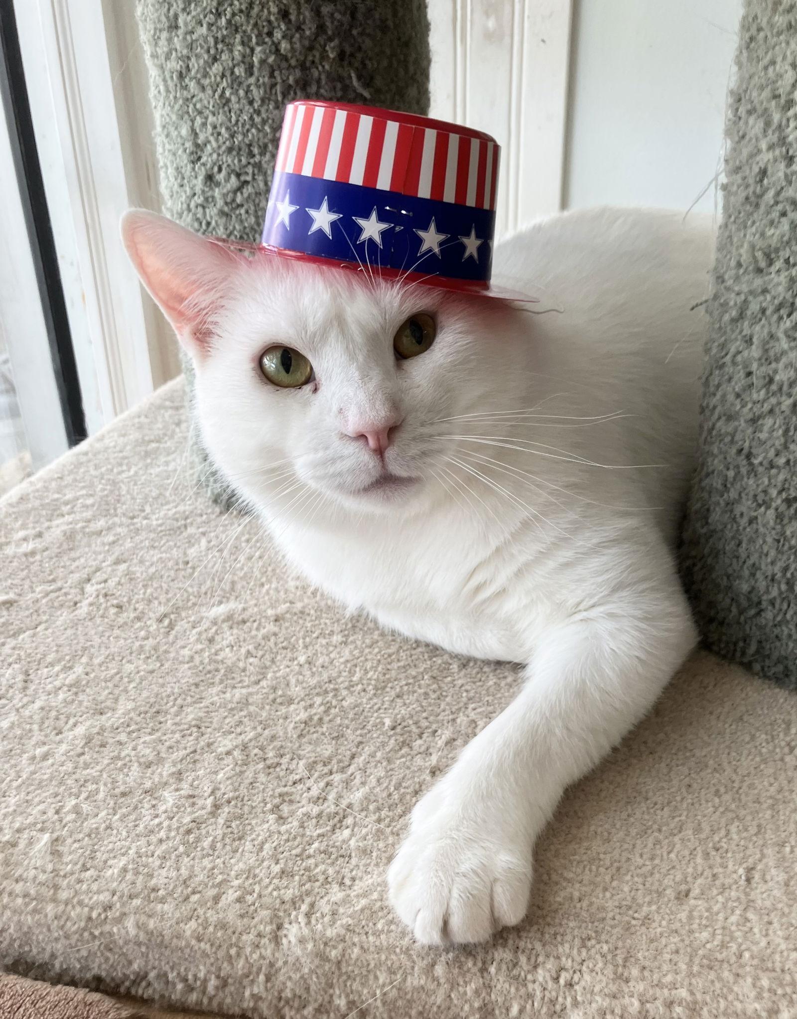 Yeti, a Adopted Domestic Short Hair in Dublin, OH image 3/3