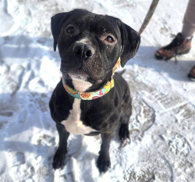 Enlarge CINDERELLIE, a Adoptable mixed breed in Minneapolis, MN image 1/1