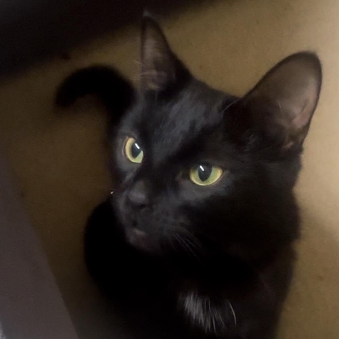 Enlarge Karma, a ADOPTABLE Bombay in Barrie, ON image 2/4