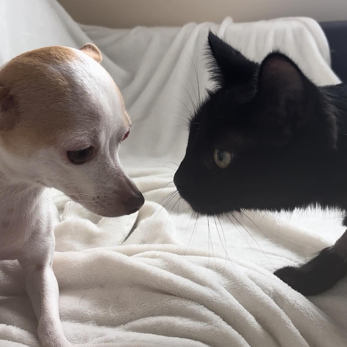 Enlarge Karma, a ADOPTABLE Bombay in Barrie, ON image 3/4