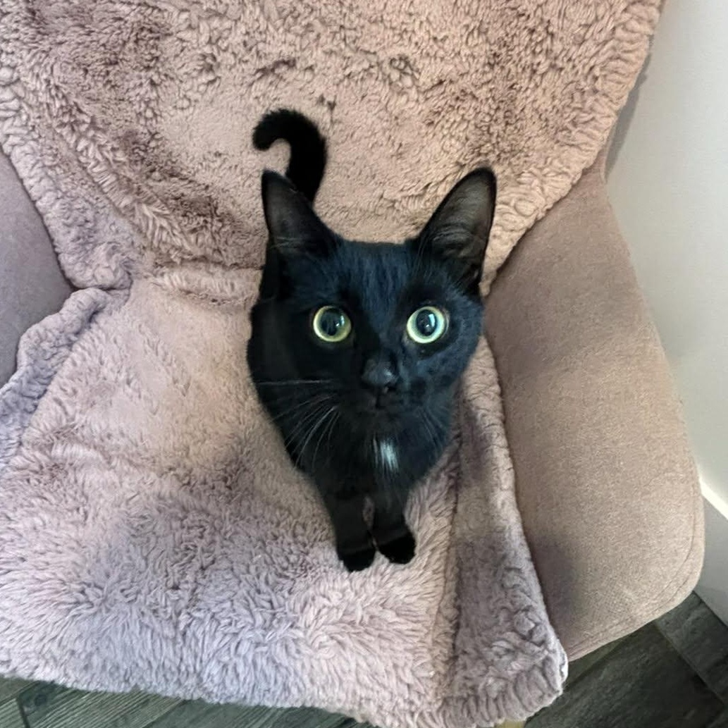 Karma, ADOPTABLE, Young Female Bombay.