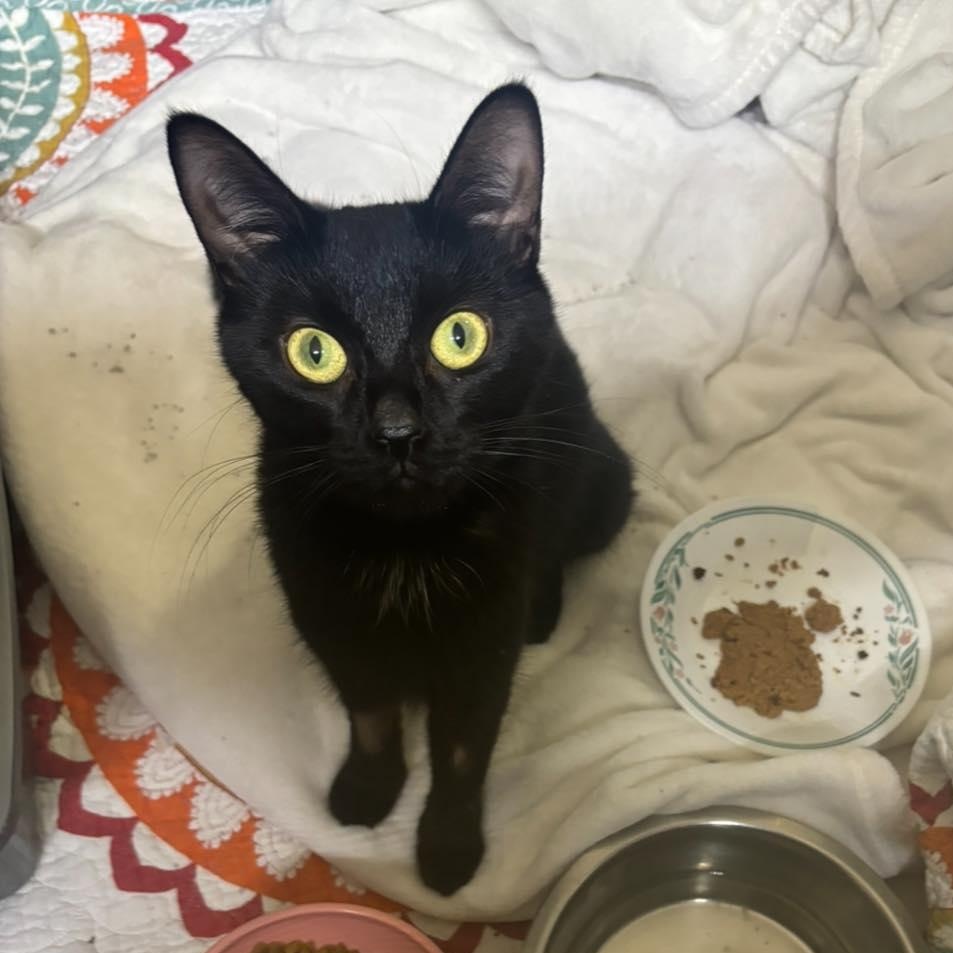 Enlarge Karma, a ADOPTABLE Bombay in Barrie, ON image 4/4