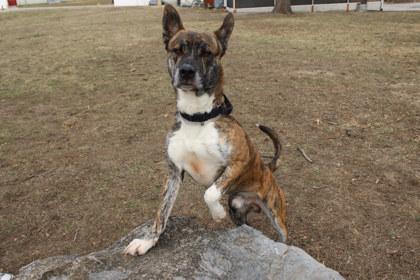Enlarge Frederick, a Adoptable mixed breed in Kansas City, MO image 1/3