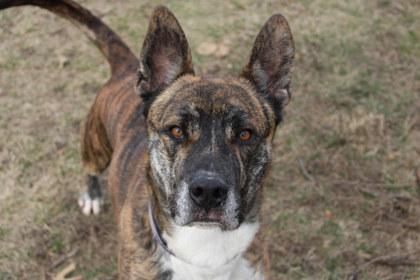 Enlarge Frederick, a Adoptable mixed breed in Kansas City, MO image 2/3