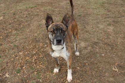 Enlarge Frederick, a Adoptable mixed breed in Kansas City, MO image 3/3