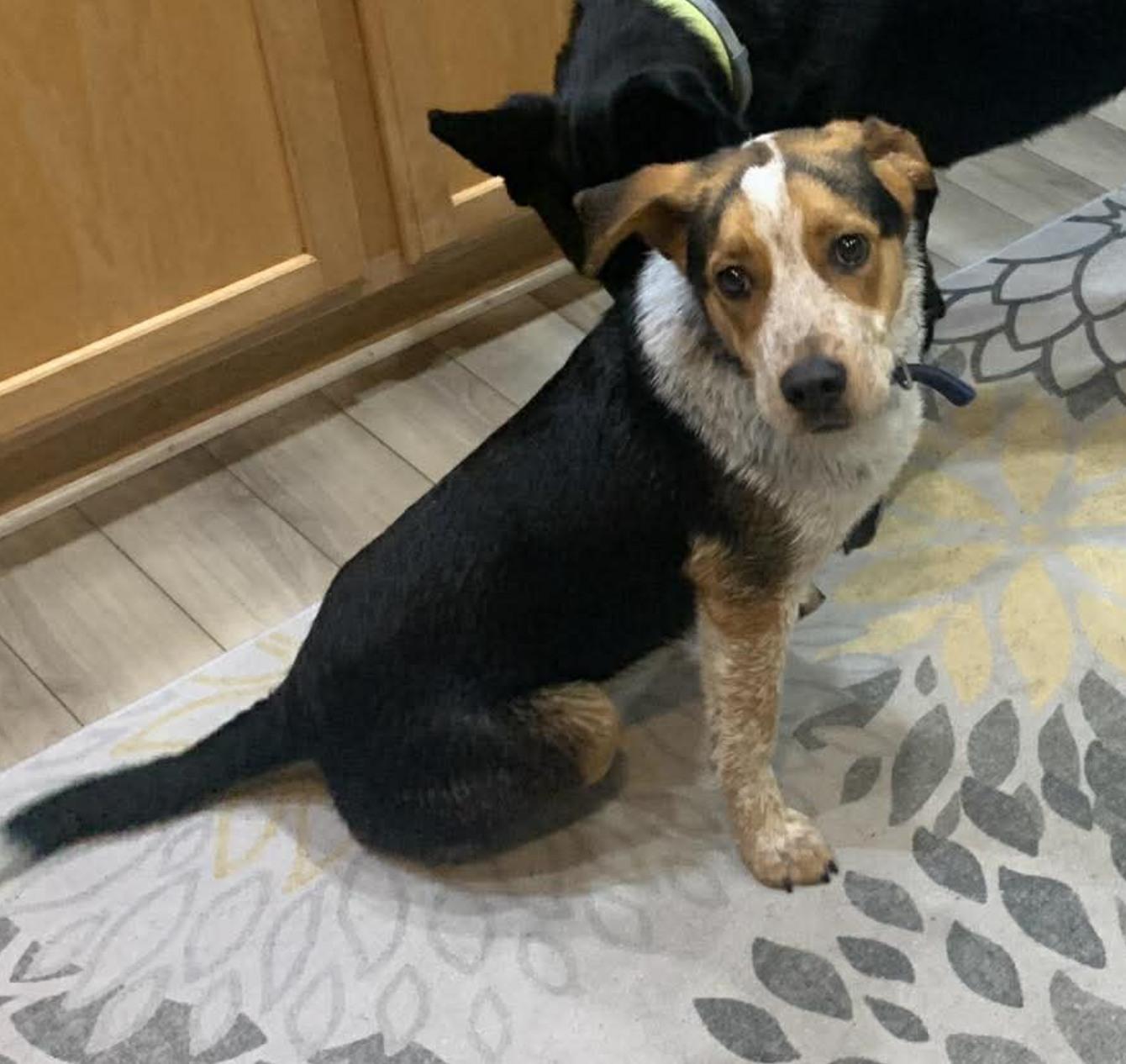 Enlarge Copper, a ADOPTABLE mixed breed in Saint Petersburg, FL image 1/1