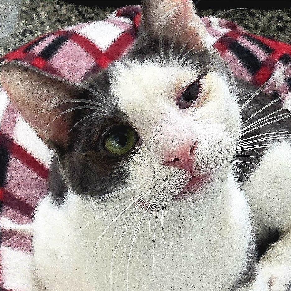 Mello, Adoptable, Young Male Domestic Short Hair.