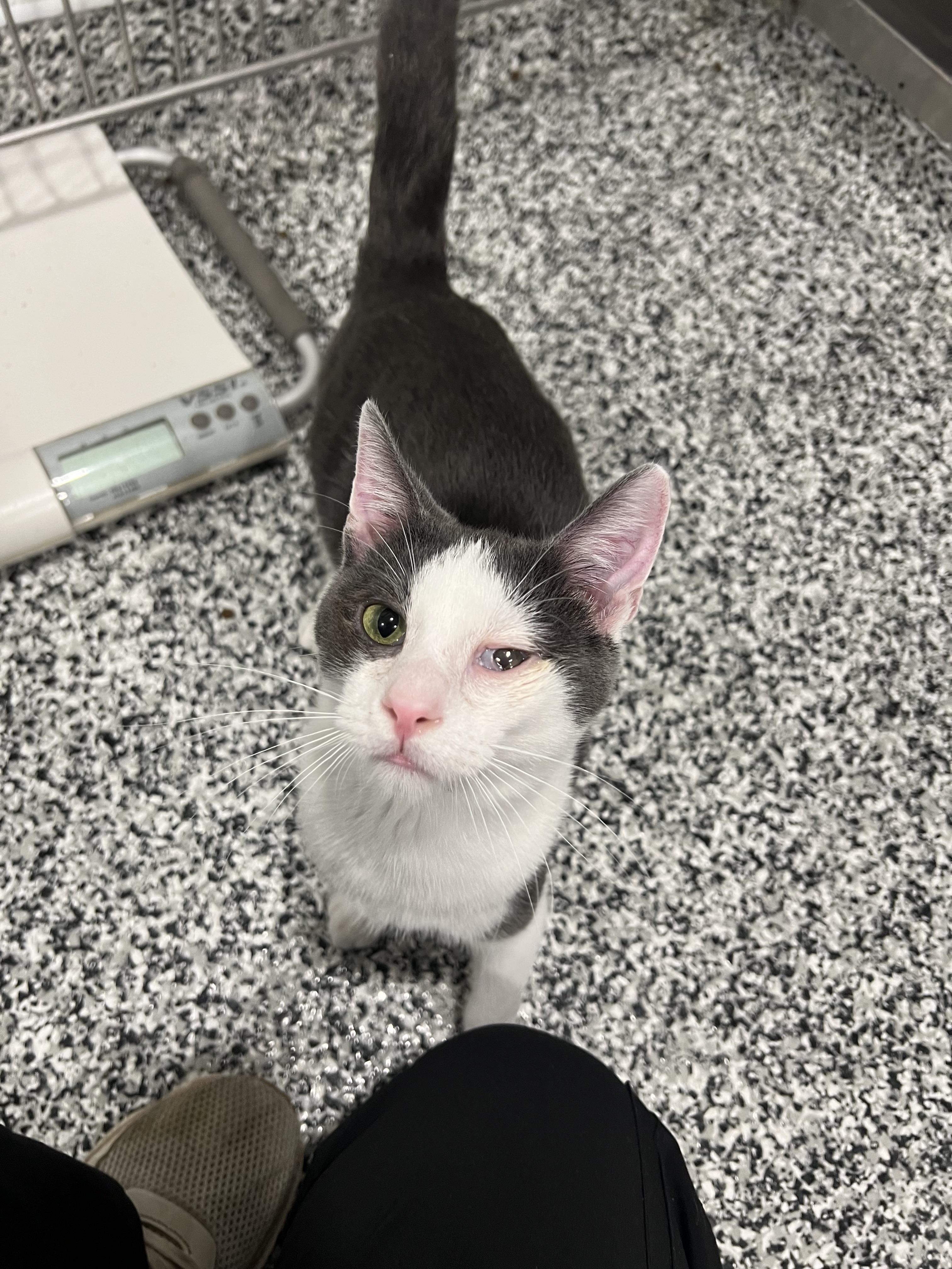 Enlarge Mello, a Adoptable Domestic Short Hair in St. Louis, MO image 3/3