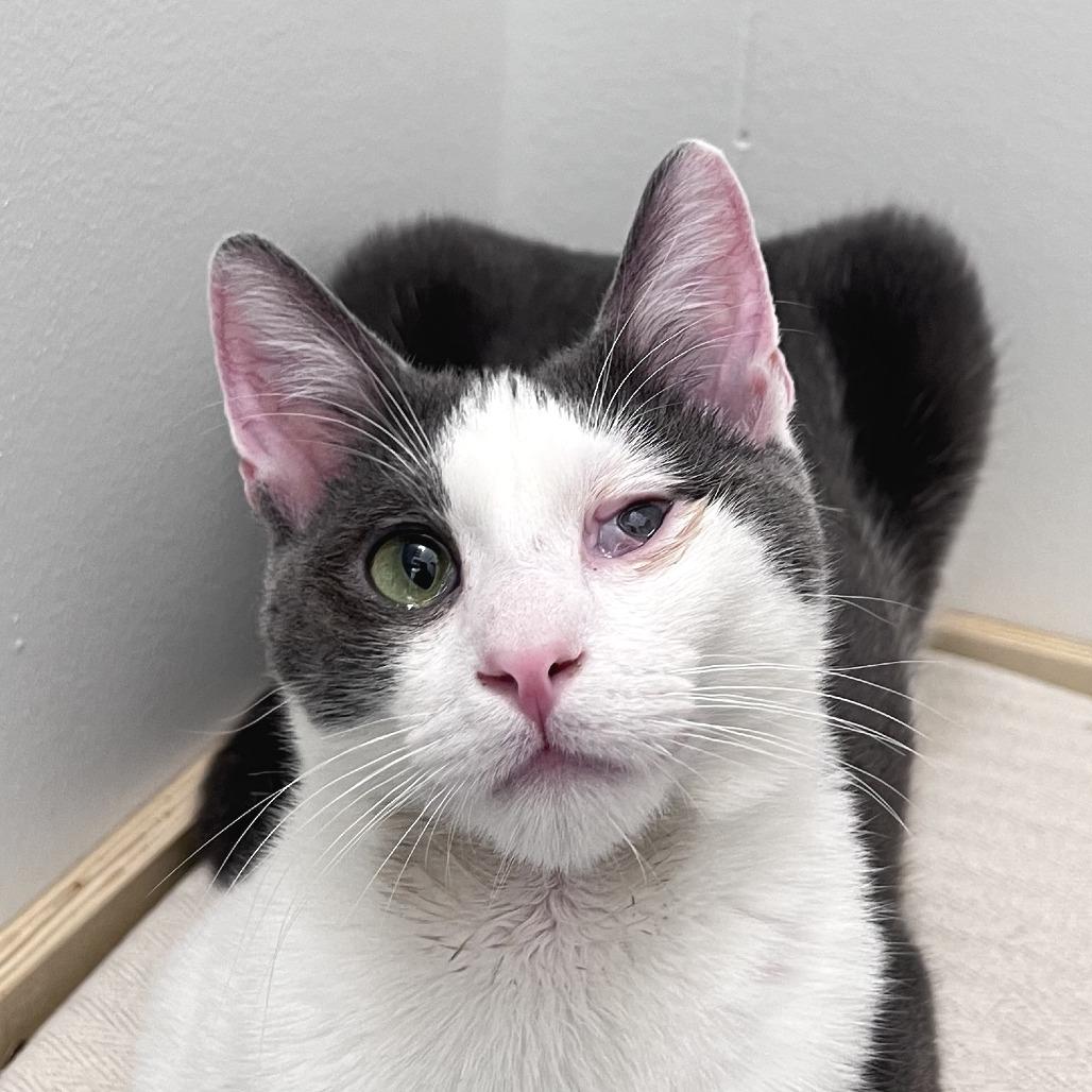 Mello, Adoptable, Adult Male Domestic Short Hair.