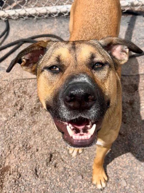 Timone, Adoptable, Adult Male German Shepherd Dog & Pit Bull Terrier.