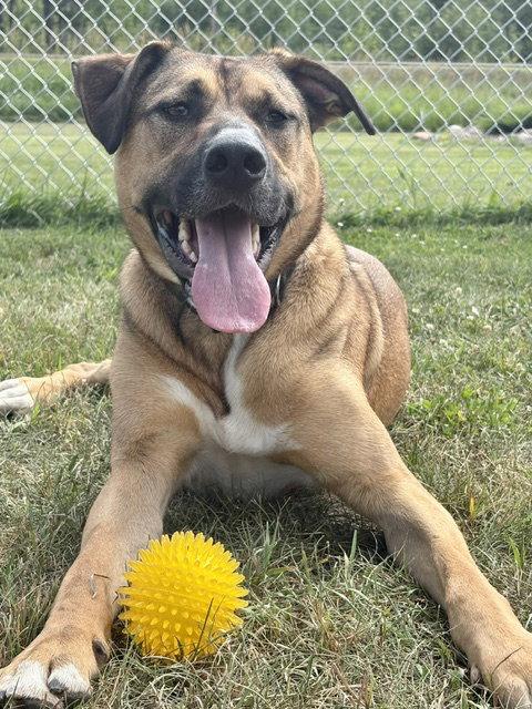 Timone, Adoptable, Adult Male German Shepherd Dog & Pit Bull Terrier.