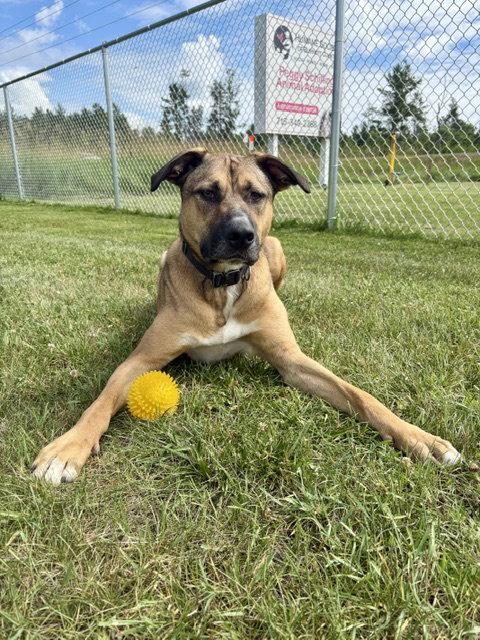 Timone, a Adoptable mixed breed in Webster, WI image 2/3