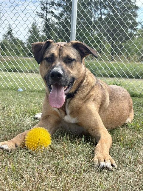Timone, a Adoptable mixed breed in Webster, WI image 3/3