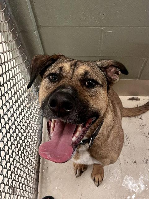 Enlarge Timone, a Adoptable mixed breed in Webster, WI image 2/2