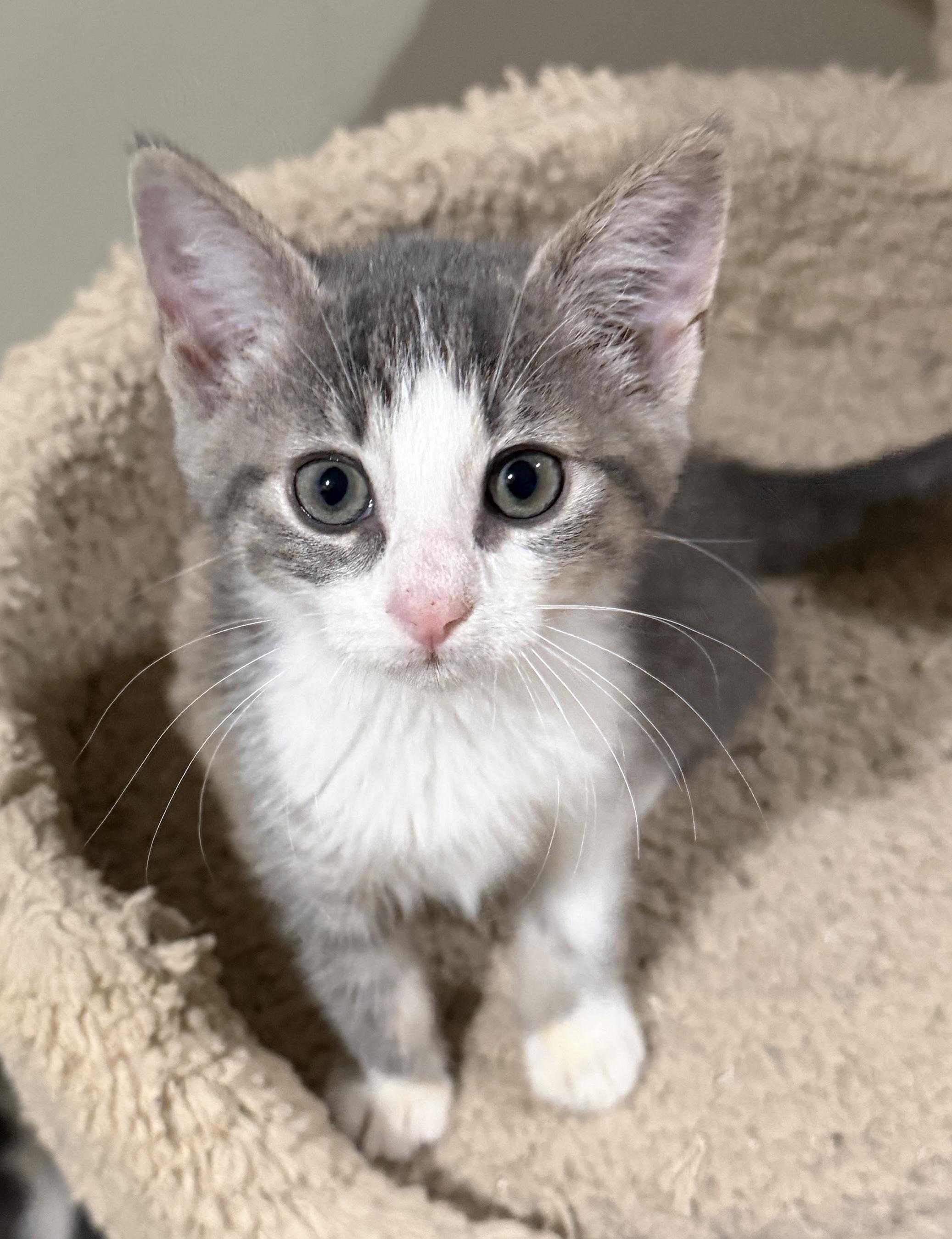 Suki, a Adoptable Domestic Short Hair in East Hanover, NJ image 1/2