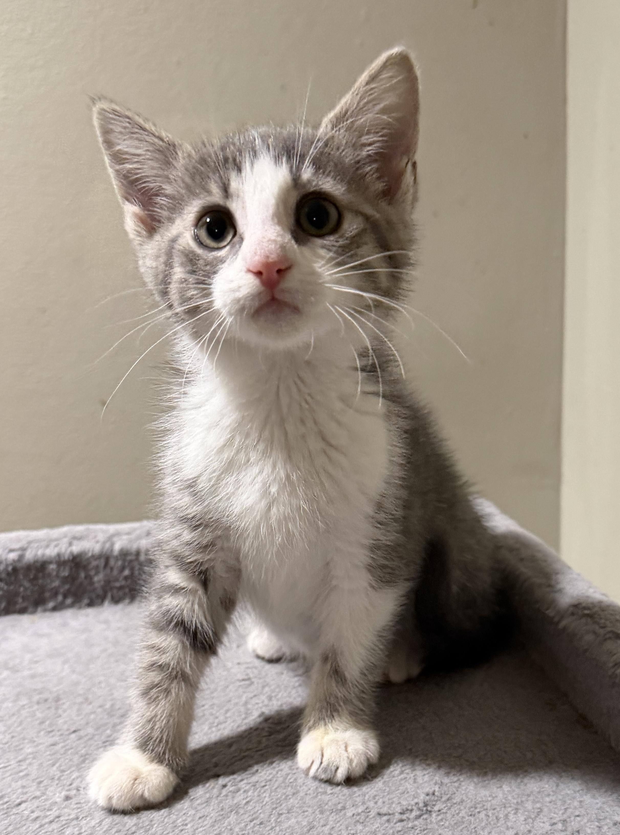 Suki, a Adoptable Domestic Short Hair in East Hanover, NJ image 2/2