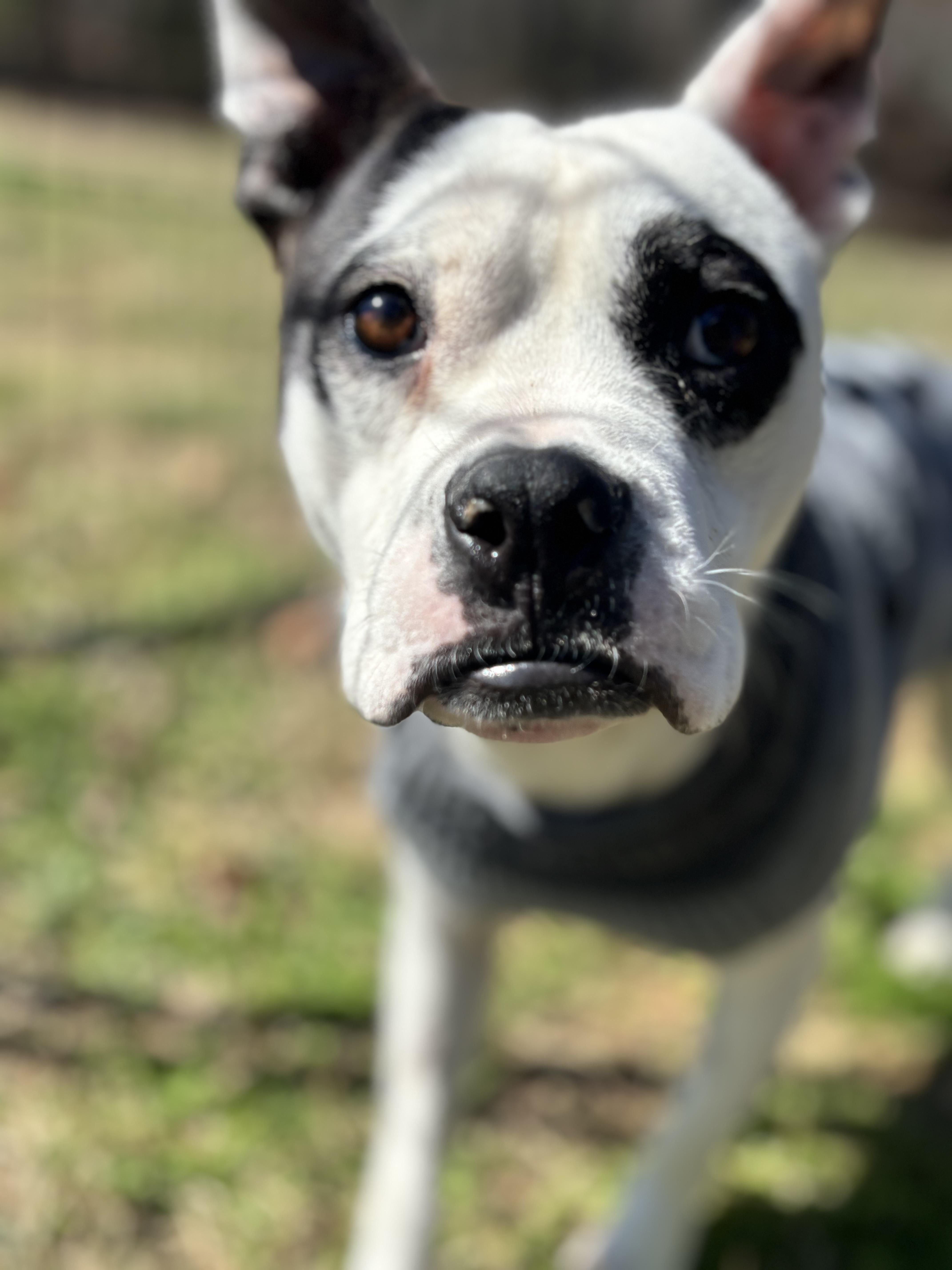 Marble, ADOPTABLE, Adult Male American Bully.