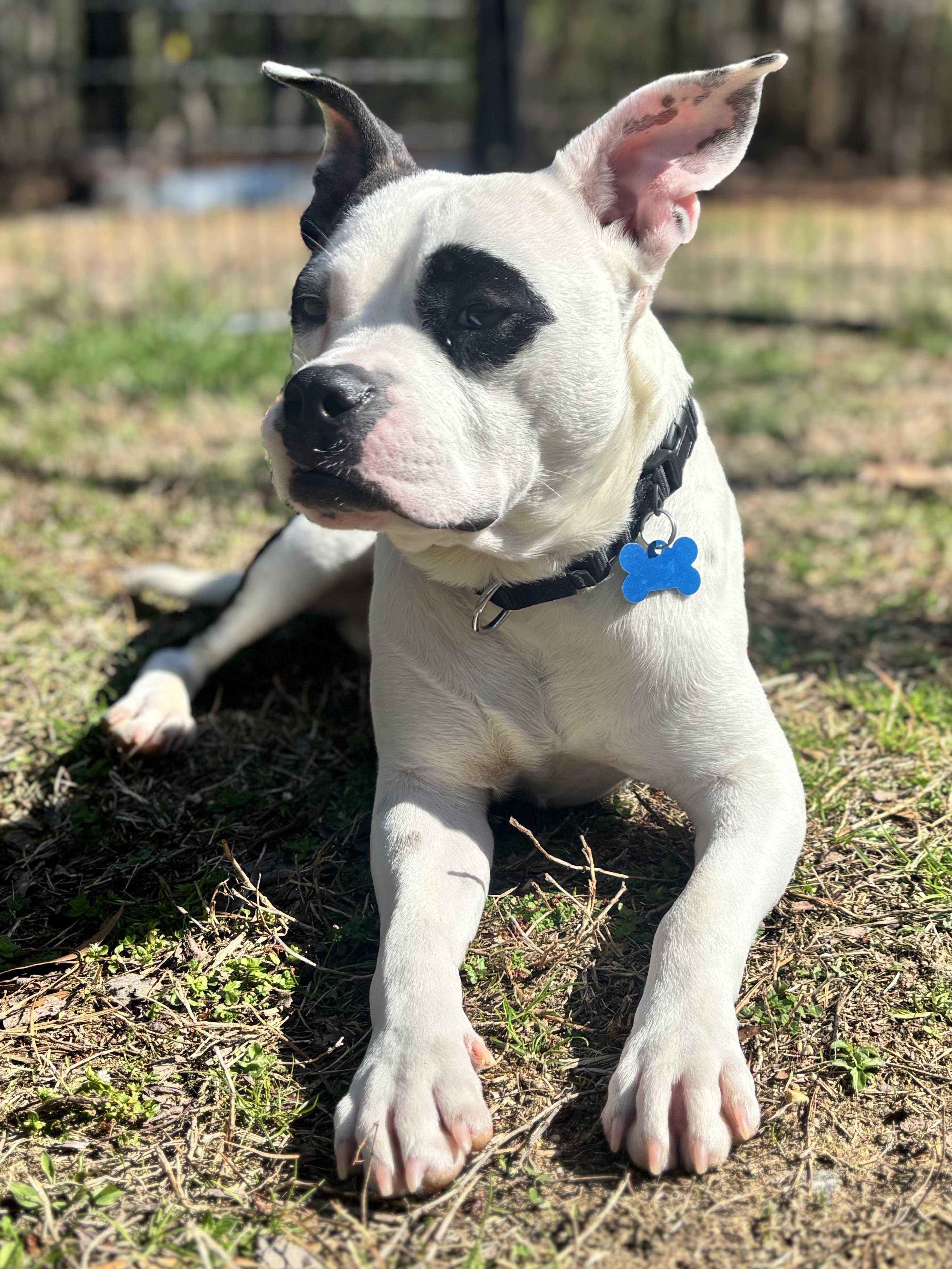 Enlarge Marble, a ADOPTABLE mixed breed in Midlothian, VA image 3/5