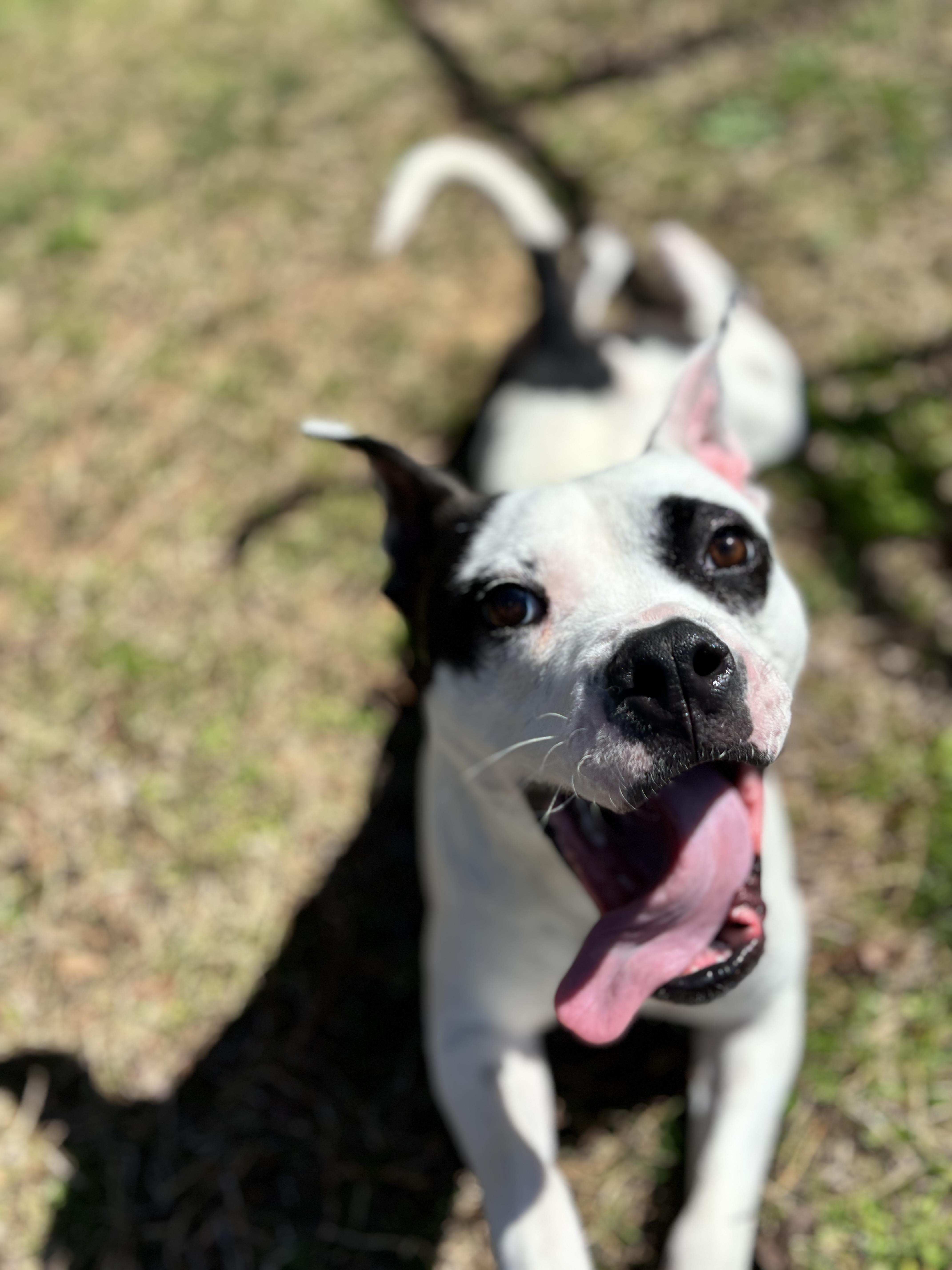 Enlarge Marble, a ADOPTABLE mixed breed in Midlothian, VA image 4/5