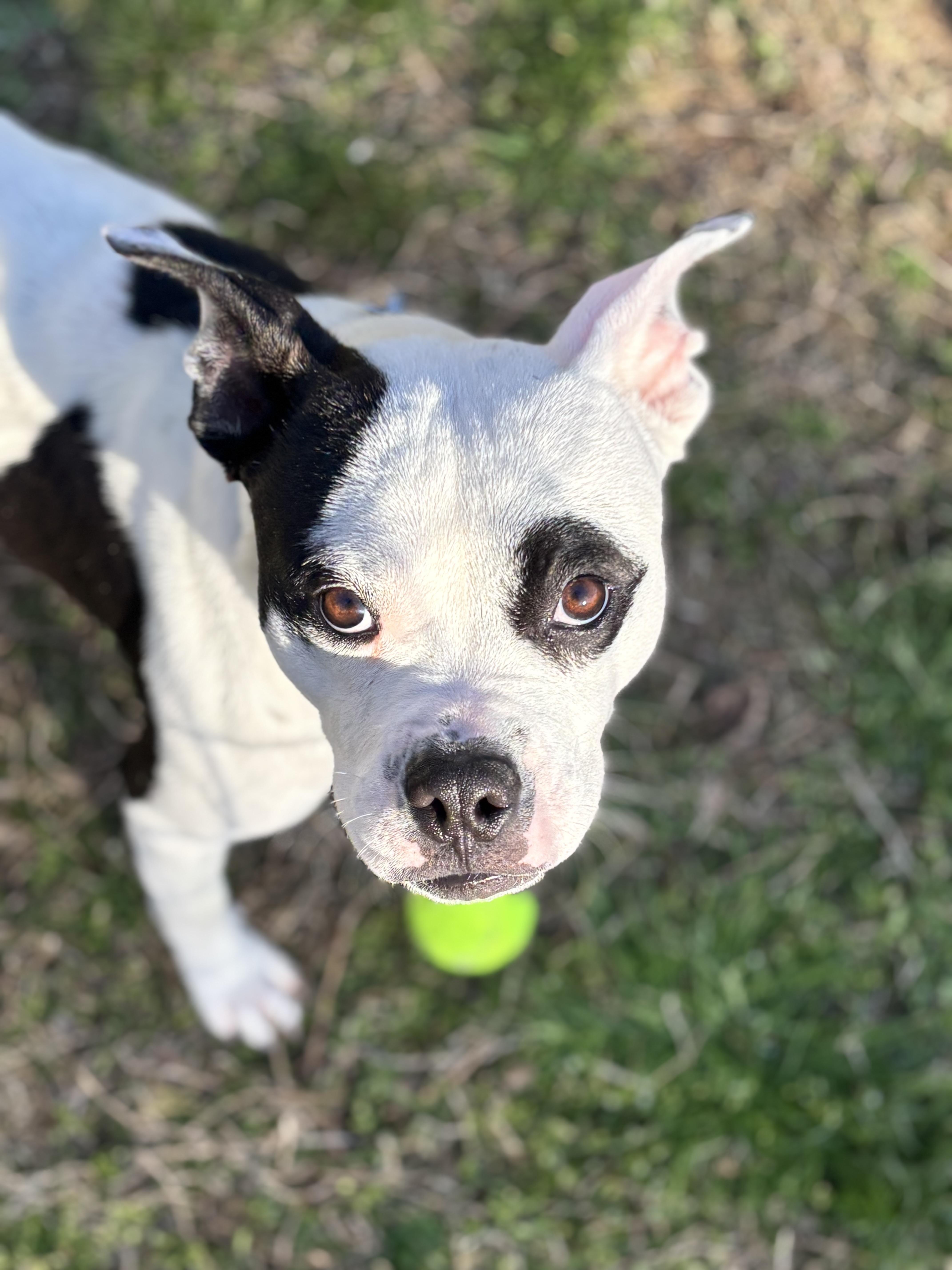 Enlarge Marble, a ADOPTABLE mixed breed in Midlothian, VA image 2/5