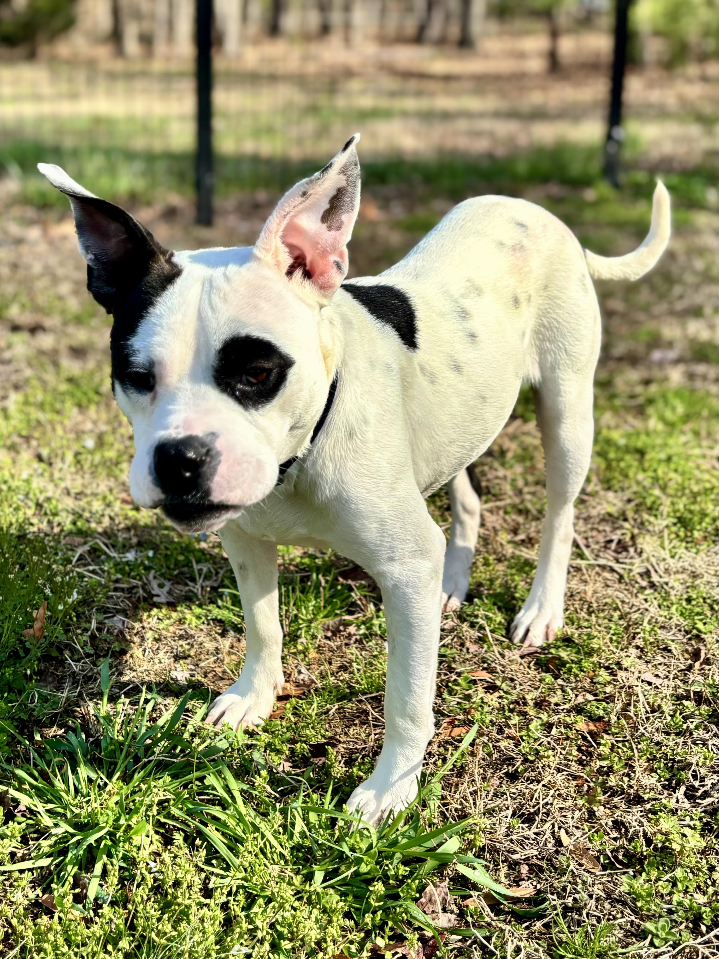 Enlarge Marble, a ADOPTABLE mixed breed in Midlothian, VA image 5/5