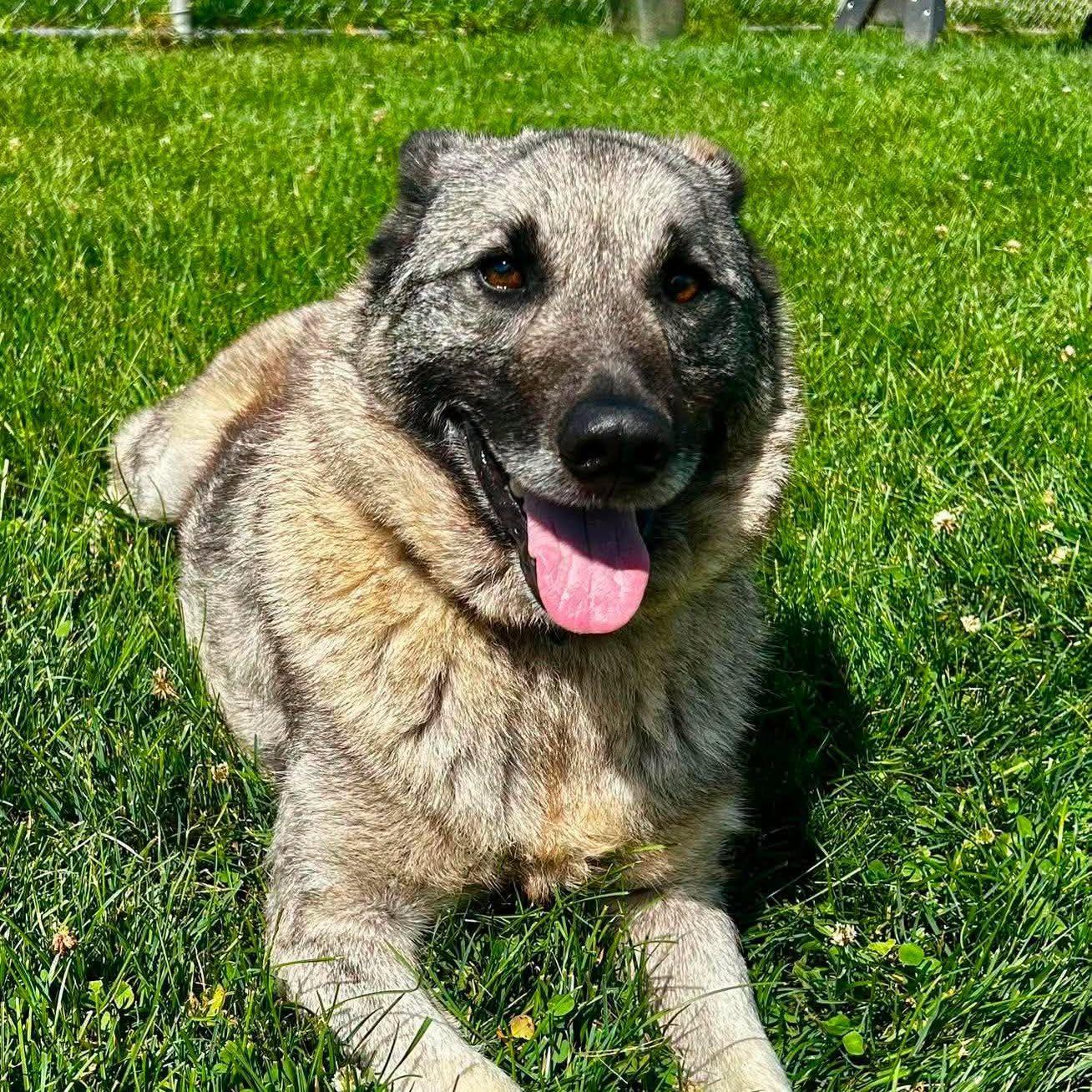 Cedar, adopted, Adult Male Norwegian Elkhound.