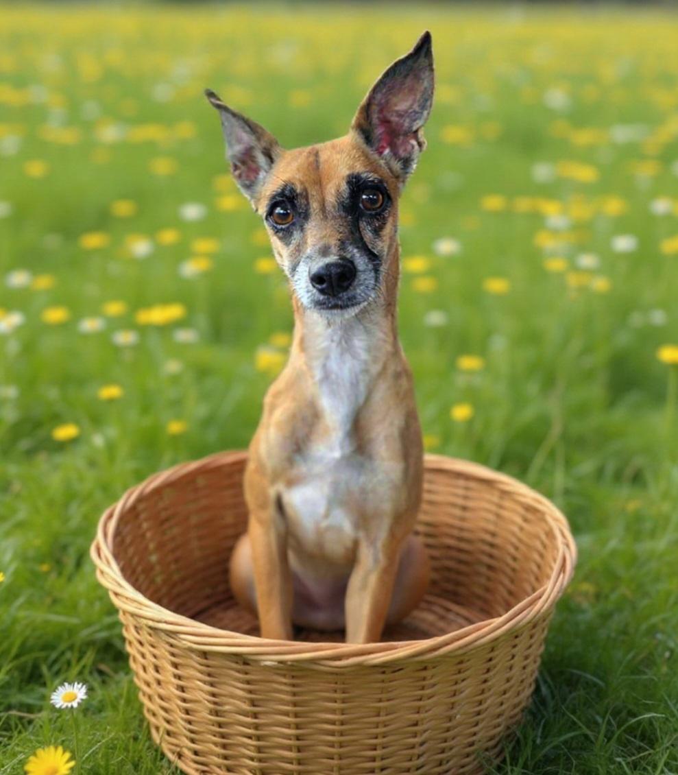 Riley Ann, ADOPTABLE, Adult Female Chihuahua & Greyhound.