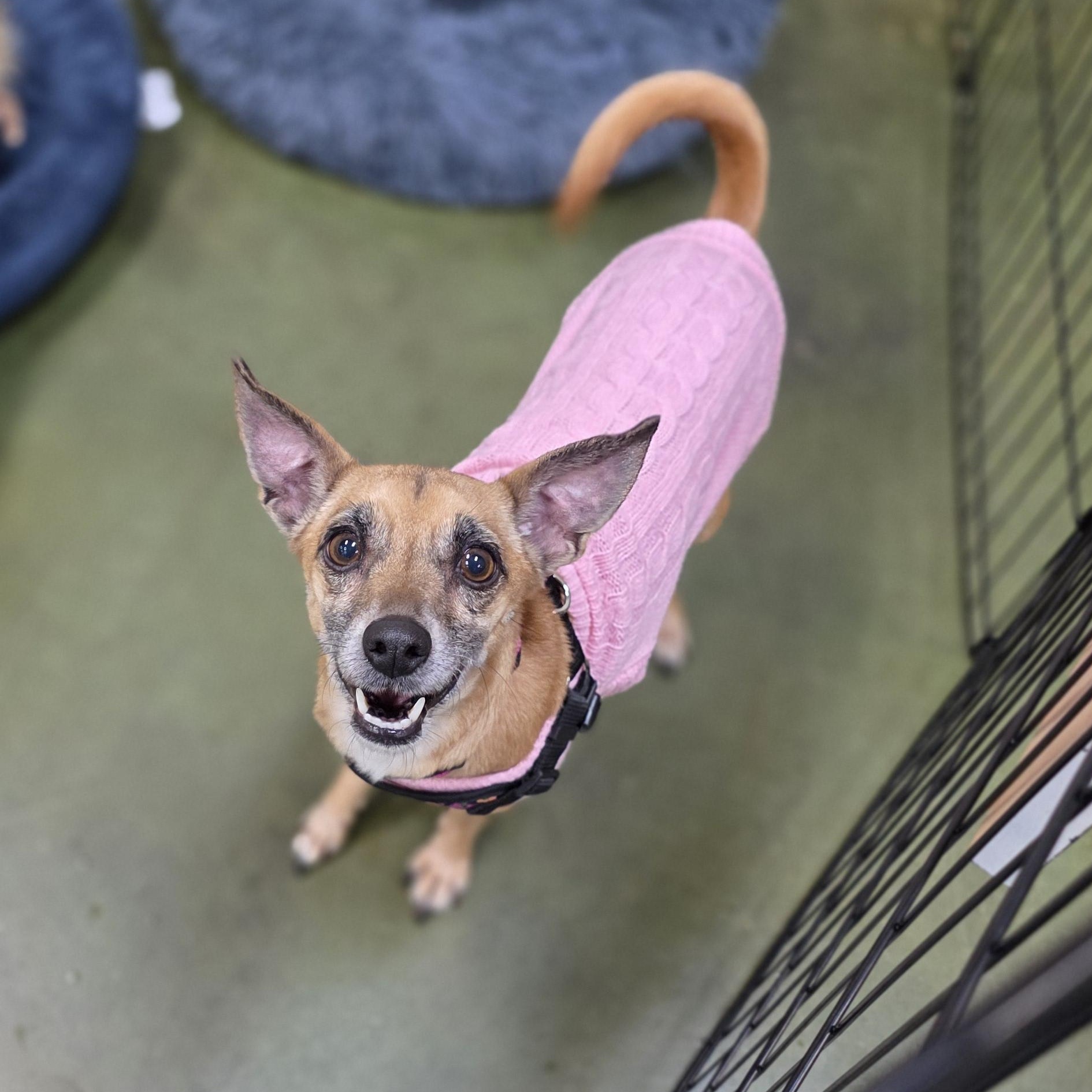 Enlarge Riley Ann, a ADOPTABLE mixed breed in Clovis, CA image 3/4