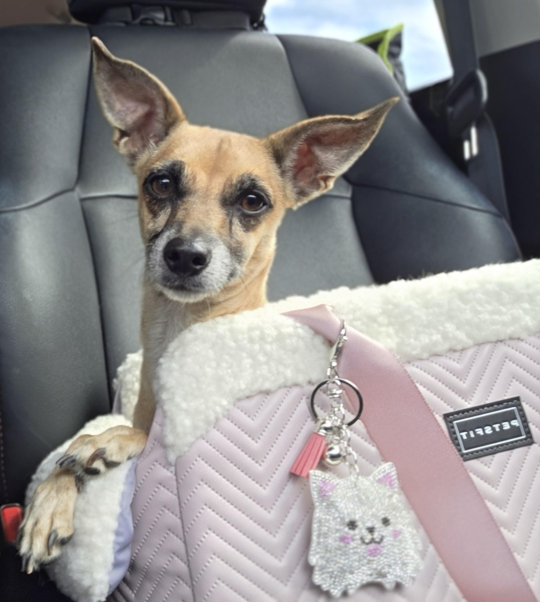 Enlarge Riley Ann, a ADOPTABLE mixed breed in Clovis, CA image 4/4