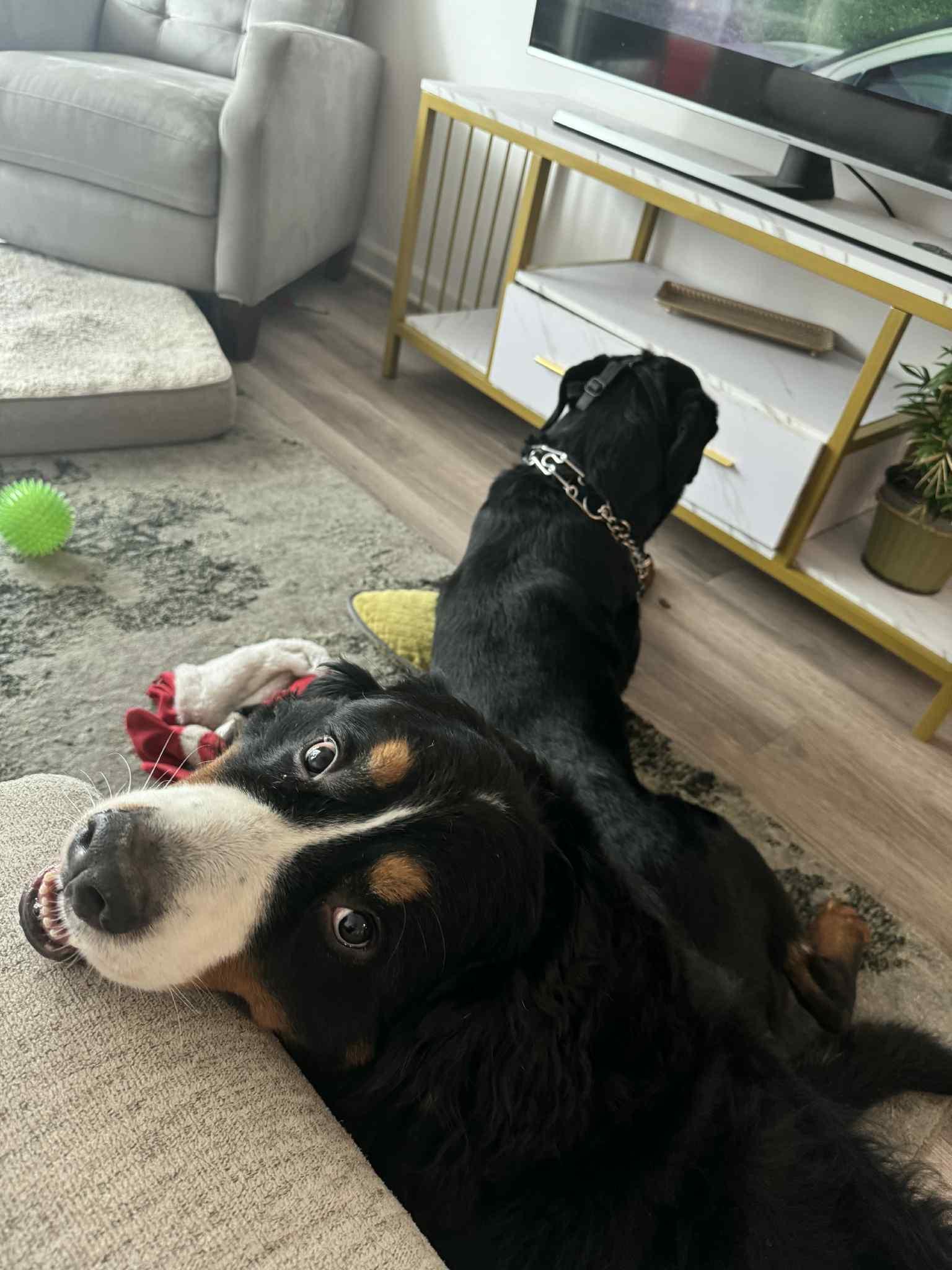 Charlie (Courtesy Post)