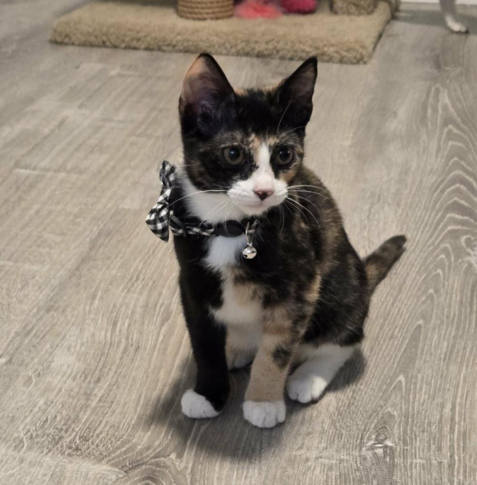 Patricia, Adoptable, Kitten Female Domestic Short Hair.