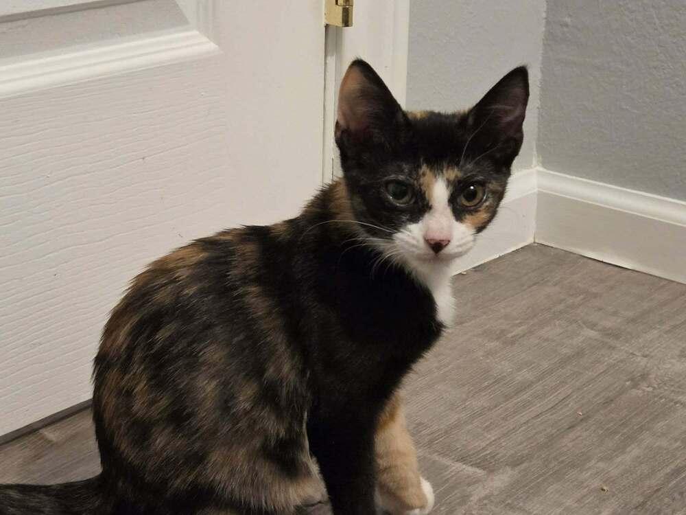 Enlarge Patricia, a Adoptable Domestic Short Hair in Sedalia, CO image 2/4