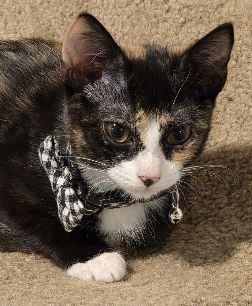 Enlarge Patricia, a Adoptable Domestic Short Hair in Sedalia, CO image 3/4