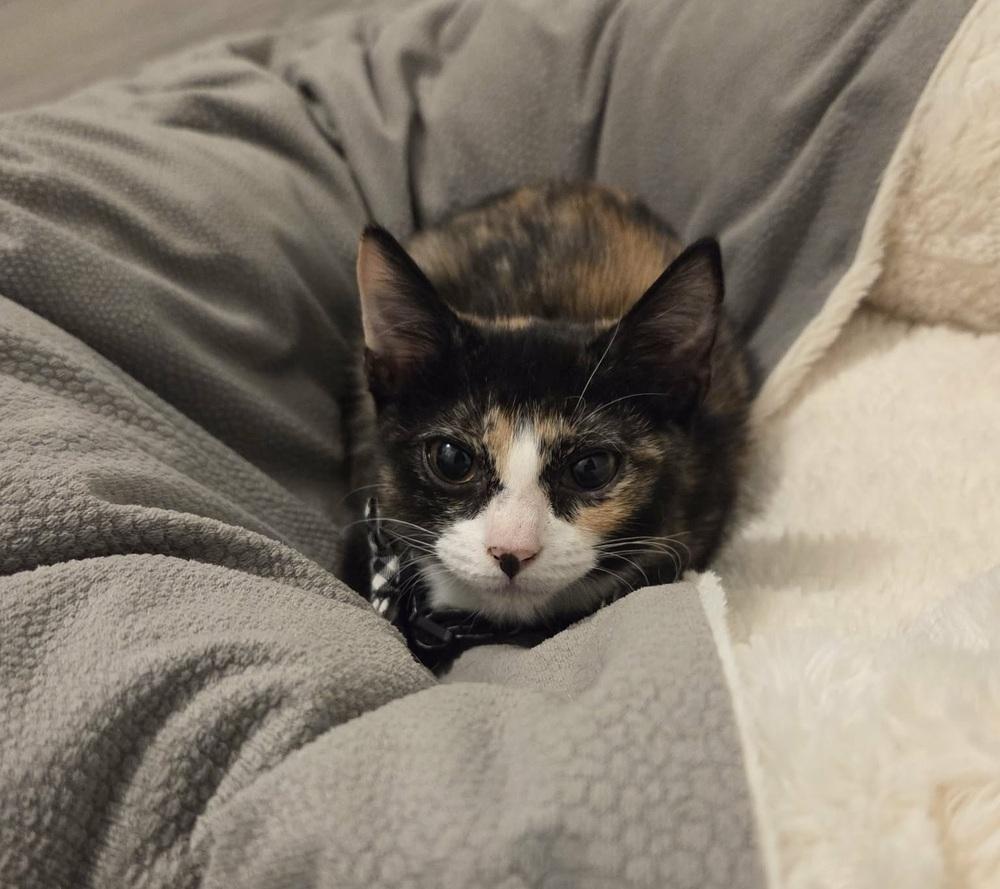 Enlarge Patricia, a Adoptable Domestic Short Hair in Sedalia, CO image 4/4