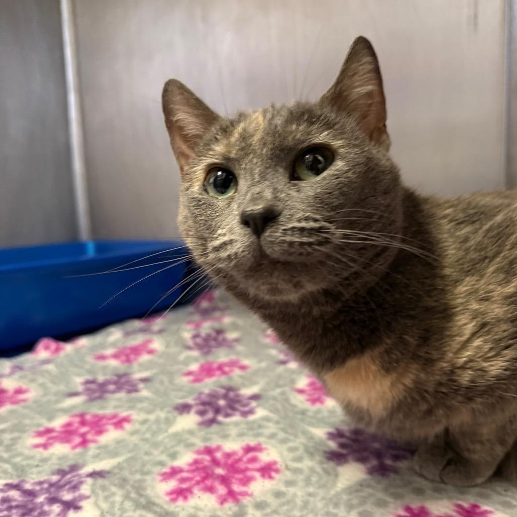 Enlarge Eloise, a Adoptable Domestic Short Hair in Arden, NC image 1/1