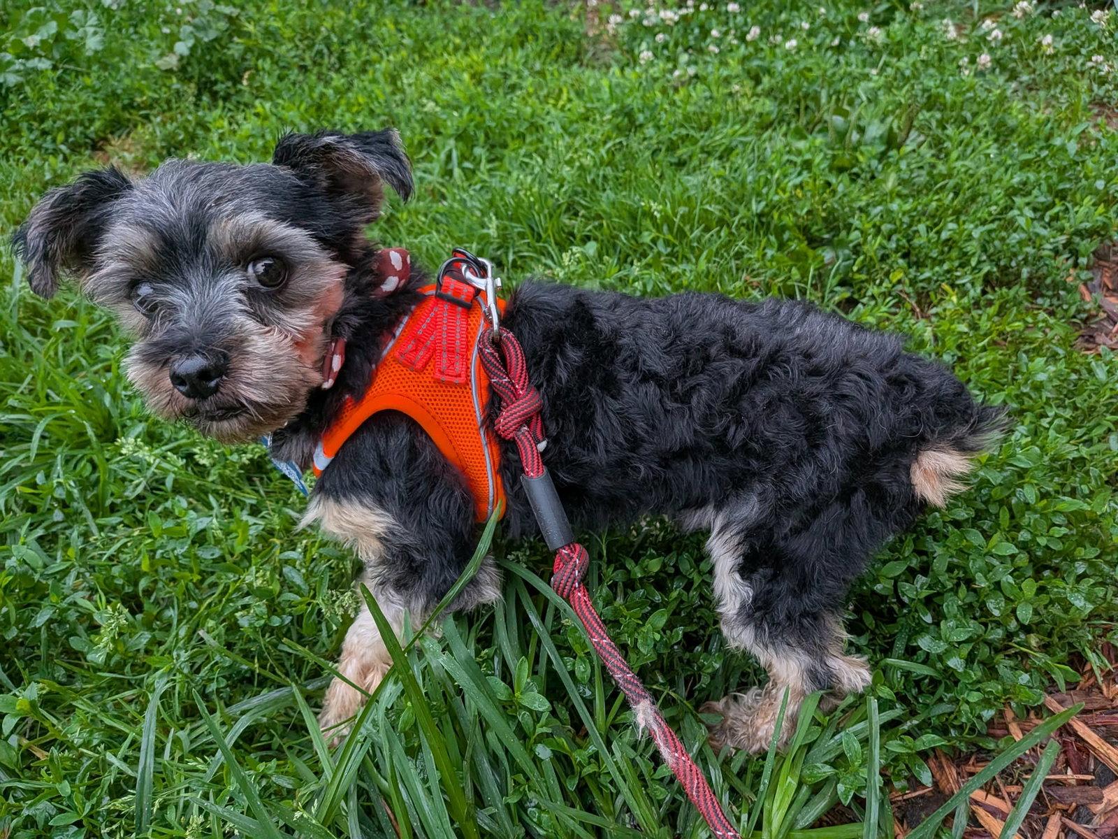 Chipp-ARR, a Adoptable Yorkshire Terrier in Pataskala, OH image 1/2