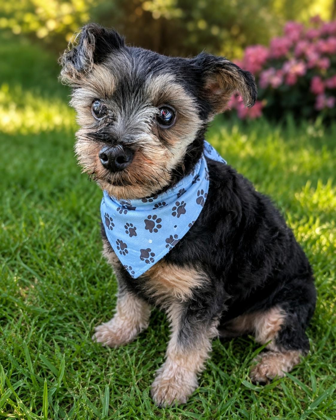 Chipp-ARR, a Adoptable Yorkshire Terrier in Pataskala, OH image 2/2