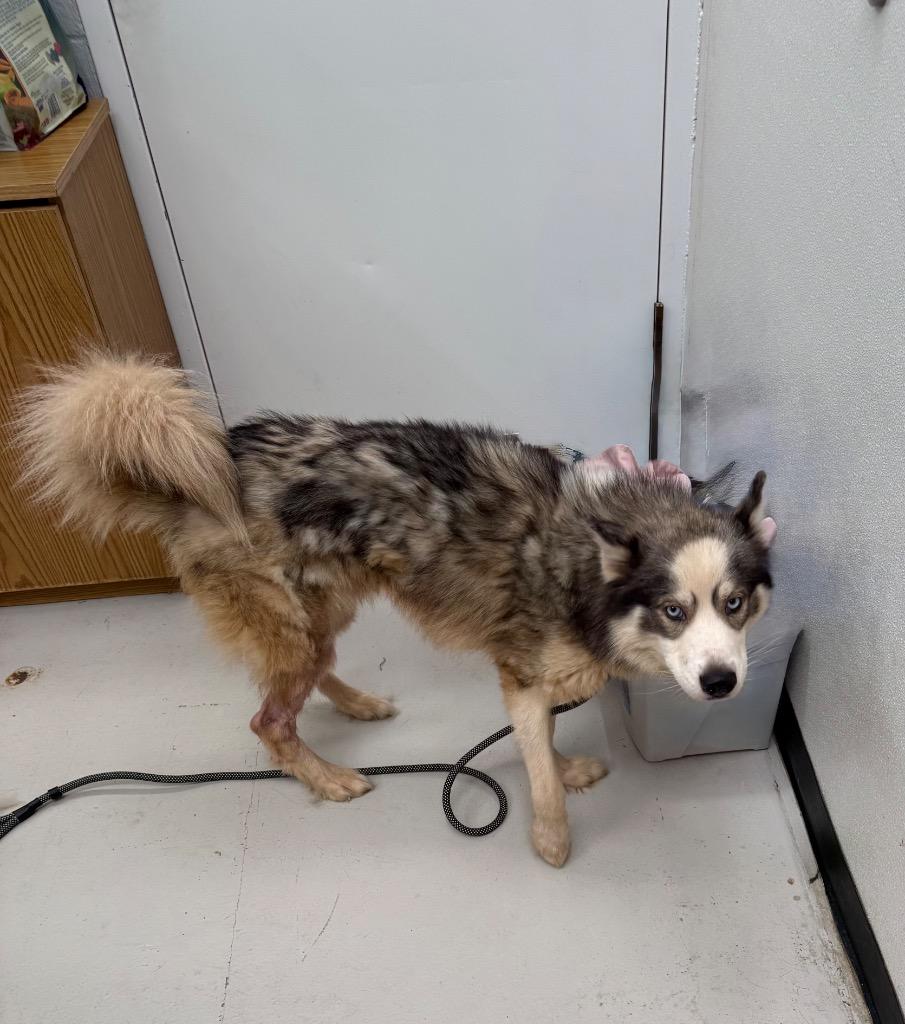 Enlarge Pistol, a Adopted Husky in Findlay, OH image 1/2