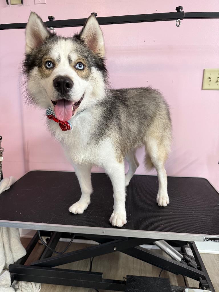 Enlarge Pistol, a Adopted Husky in Findlay, OH image 2/2