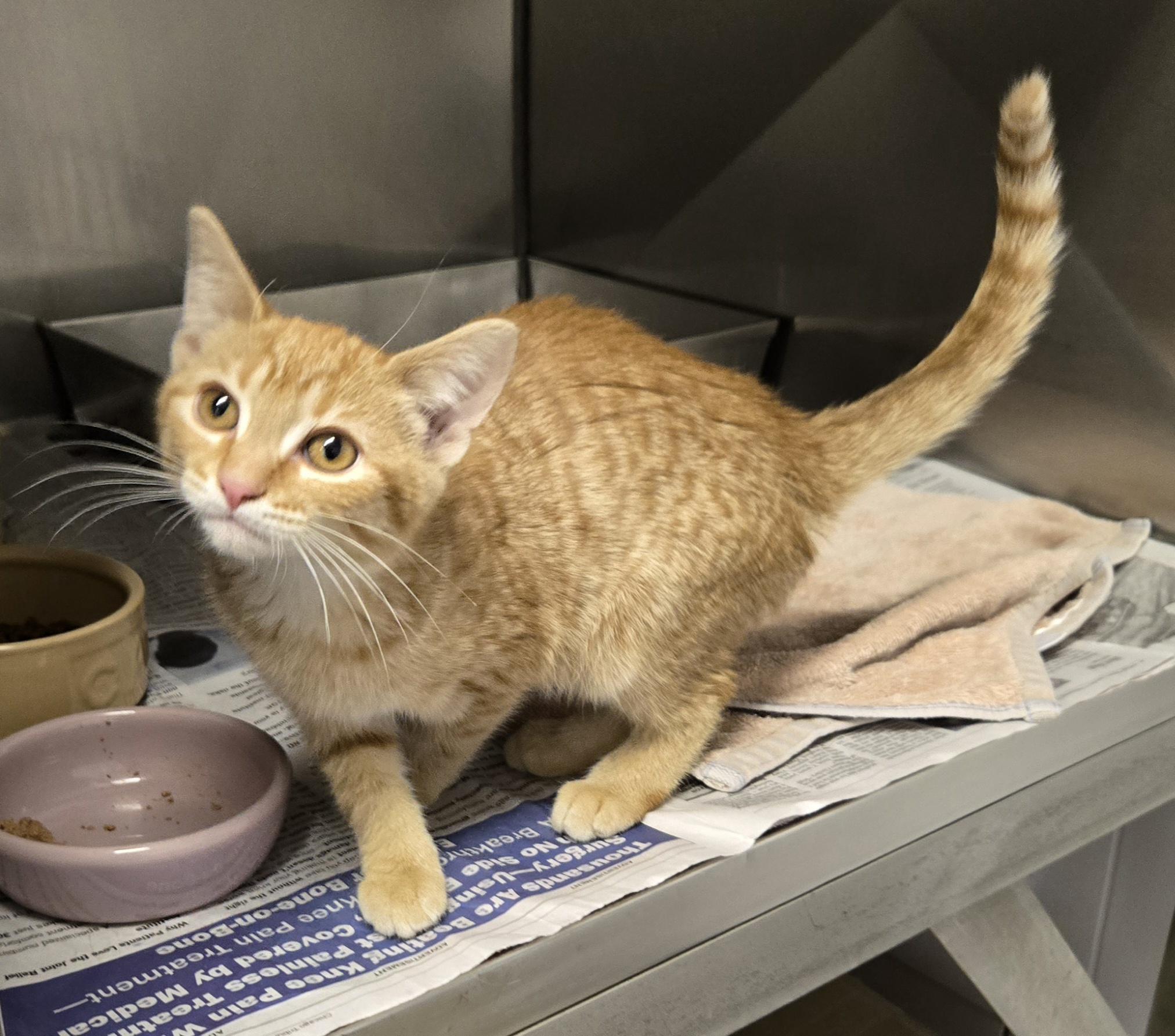 Fanta, ADOPTABLE, Kitten Female Domestic Short Hair.