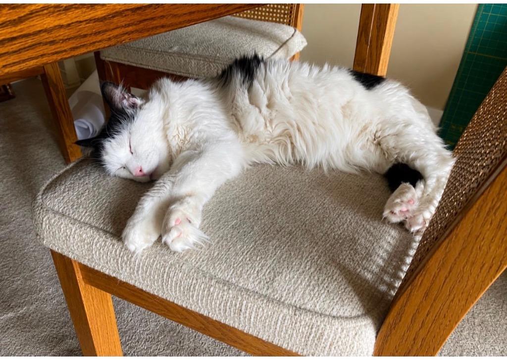 Cersei, Adoptable, Adult Female Domestic Medium Hair.