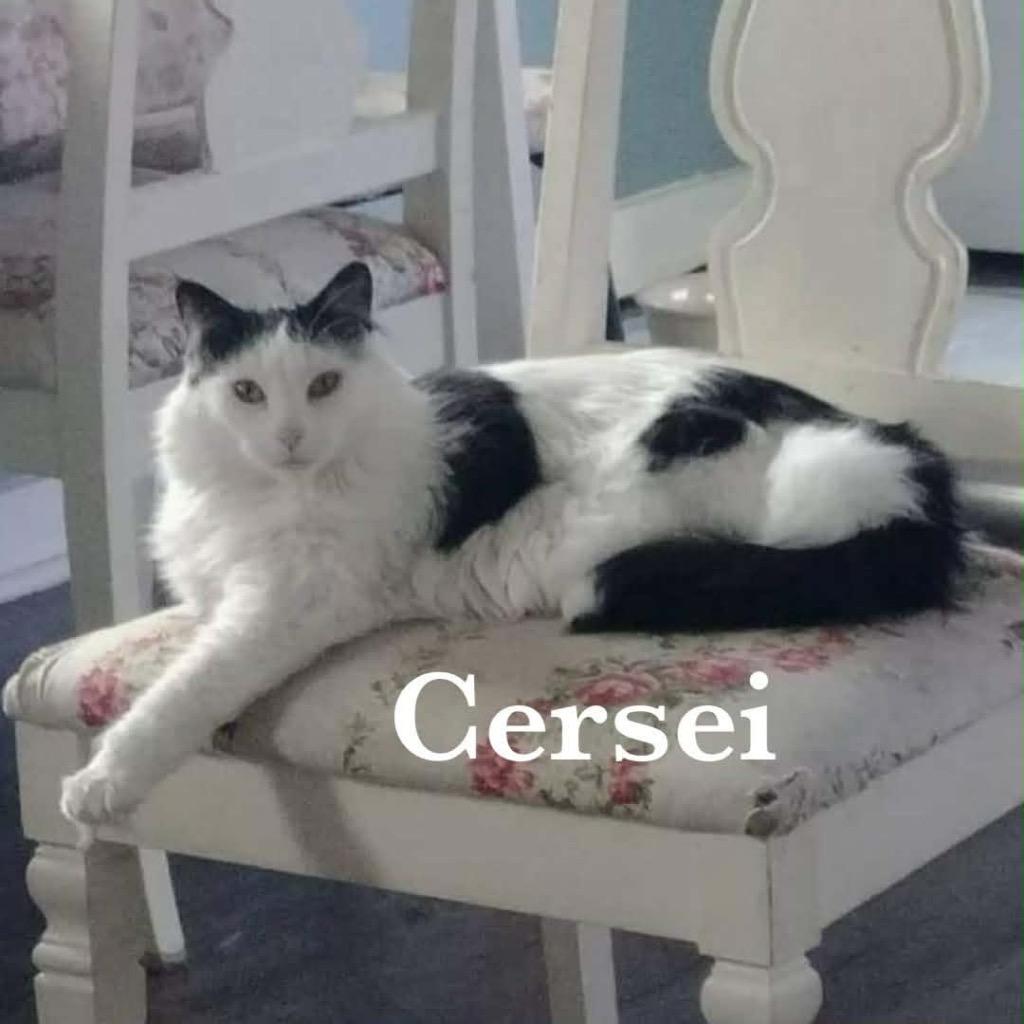 Enlarge Cersei, a Adoptable mixed breed in Calgary, AB image 2/3
