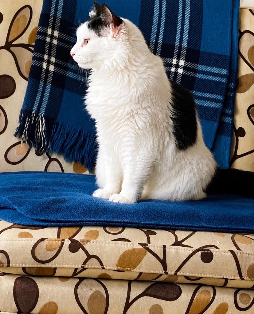 Enlarge Cersei, a Adoptable mixed breed in Calgary, AB image 3/3