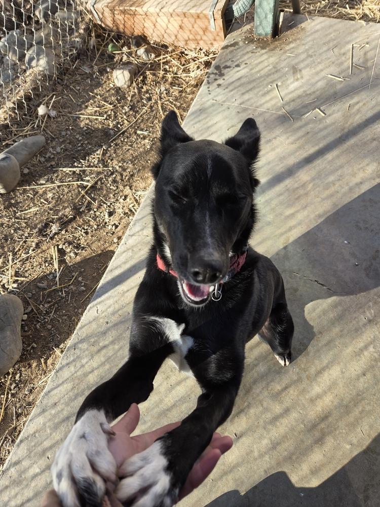 Enlarge Bruno, a Adoptable mixed breed in Salmon, ID image 2/5