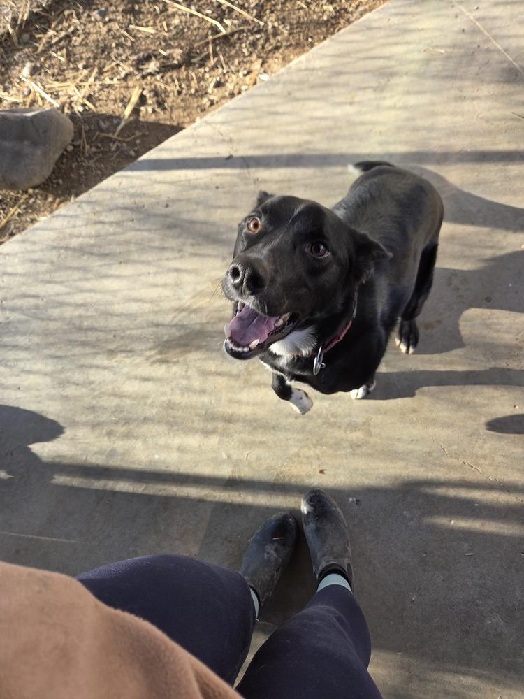 Enlarge Bruno, a Adoptable mixed breed in Salmon, ID image 3/5