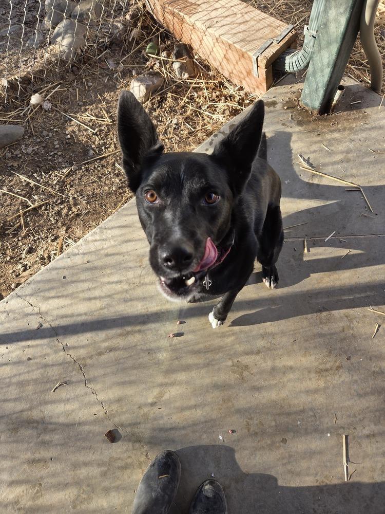 Enlarge Bruno, a Adoptable mixed breed in Salmon, ID image 4/5