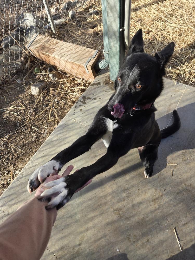 Enlarge Bruno, a Adoptable mixed breed in Salmon, ID image 5/5