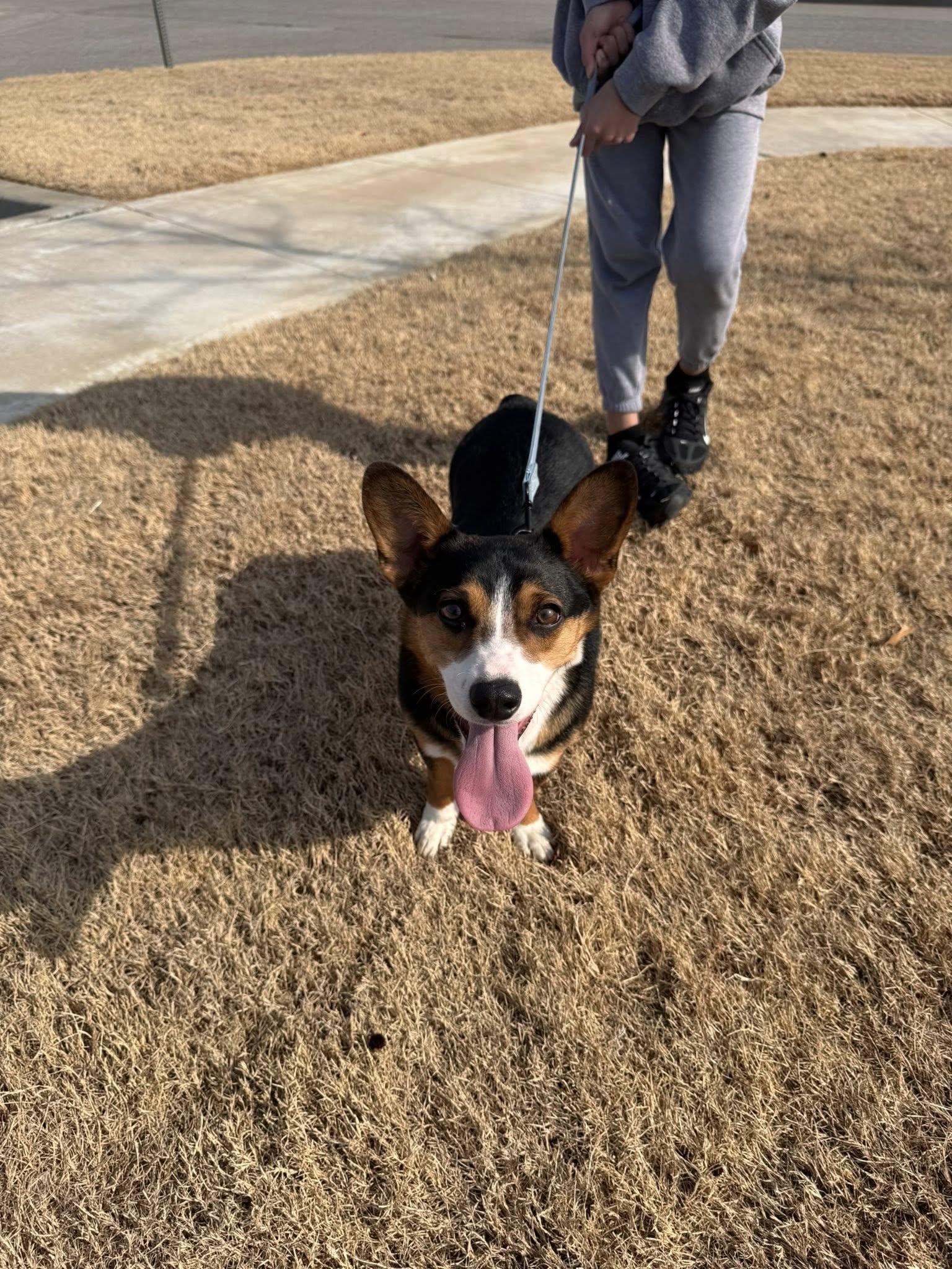 Travis, ADOPTABLE, Adult Male Pembroke Welsh Corgi.