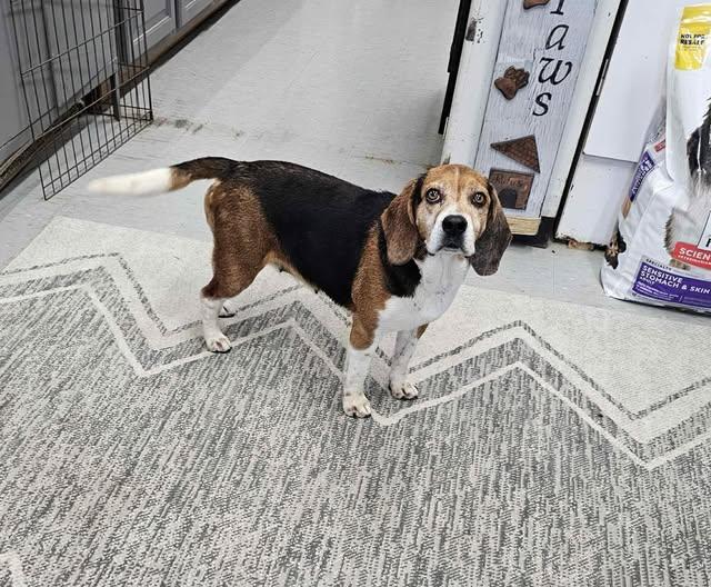 Enlarge betty, a ADOPTABLE Beagle in MARION, IN image 1/1