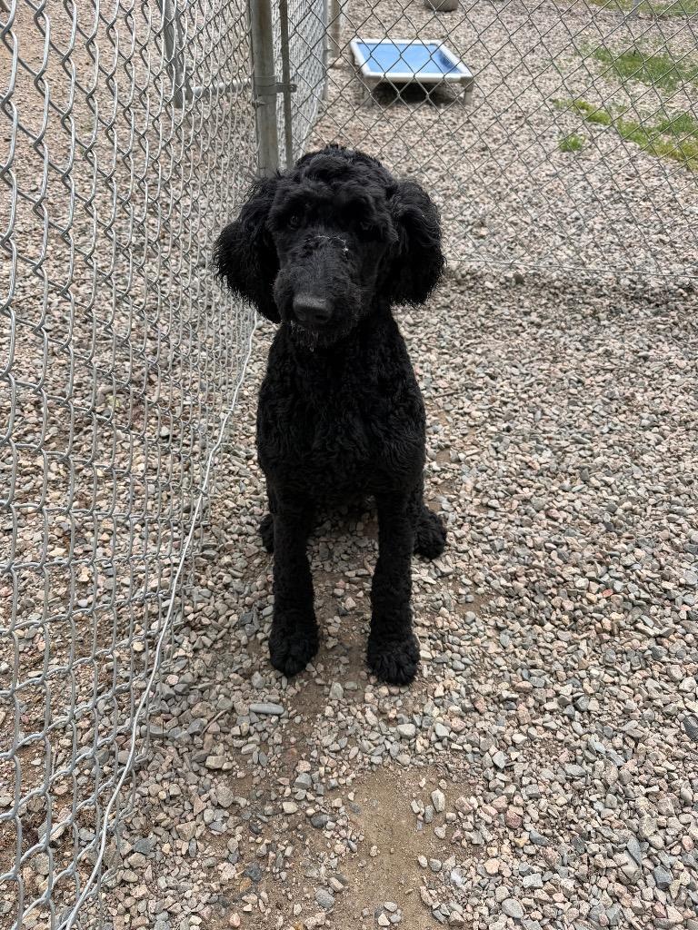 Murphy, Adopted, Puppy Male Poodle & Mixed Breed.
